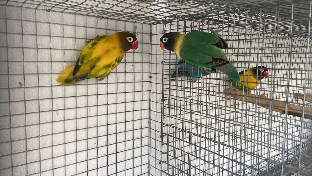 Agarponis personatus