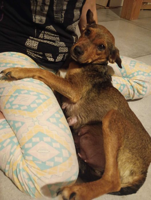 Oddam szczeniaka za darmo