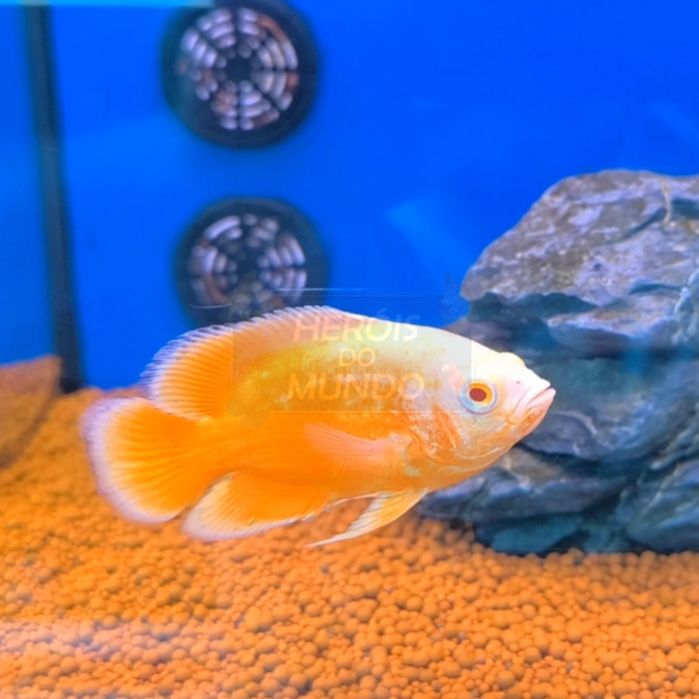 Oscar Super Red Chilli (Astronotus Ocellatus)