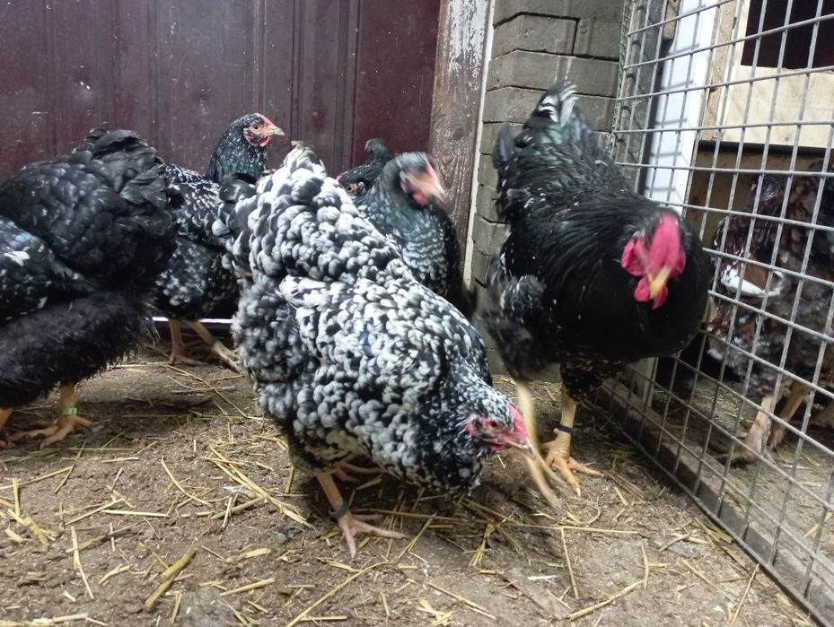 Jaja  lęgowe Wyandotte