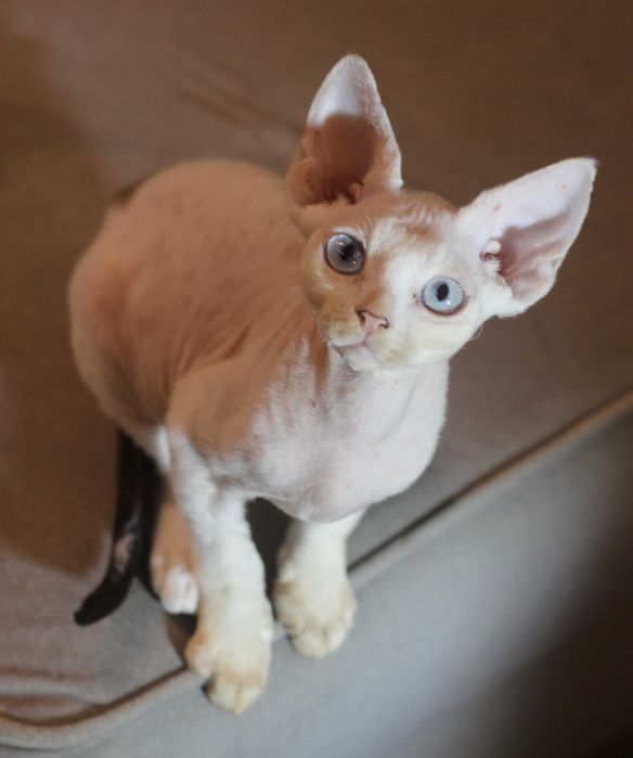 Ufo - arlekin Devon Rex po Championie
