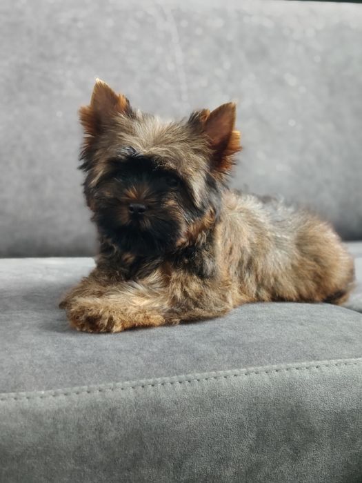 Yorkshire terrier
