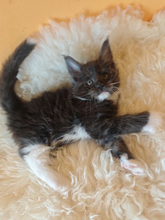 Cudowny kocurek Maine Coon
