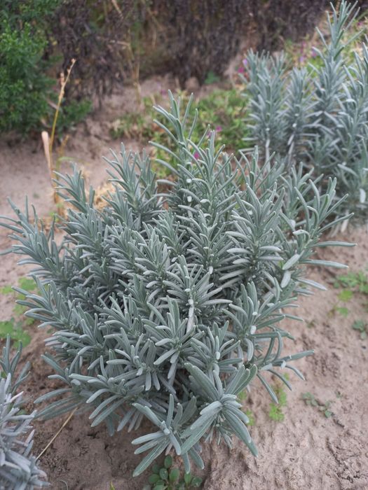 Лаванда фіолетова