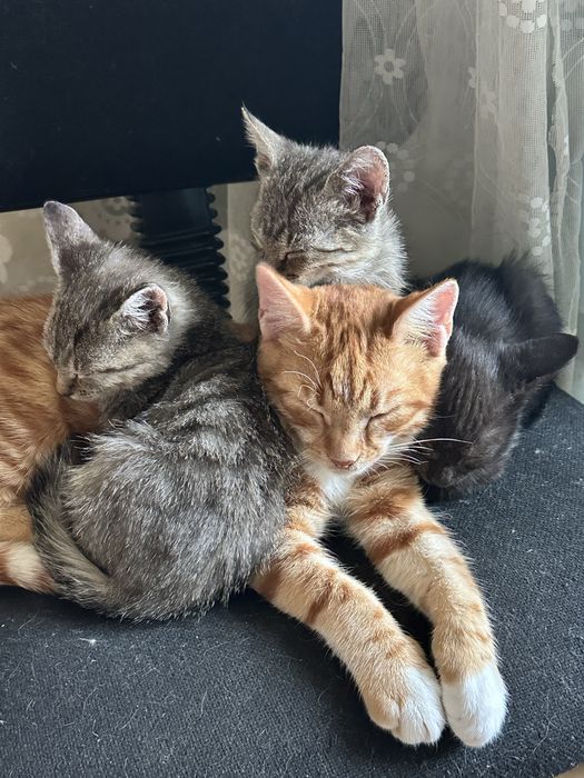 Отдаем котят в хорошие, домашние и теплые руки!