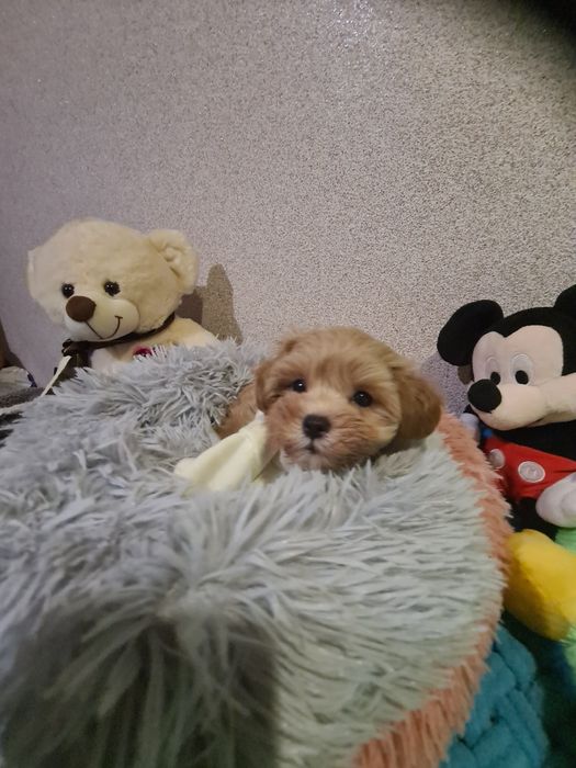 Малята мальтіпу мініки