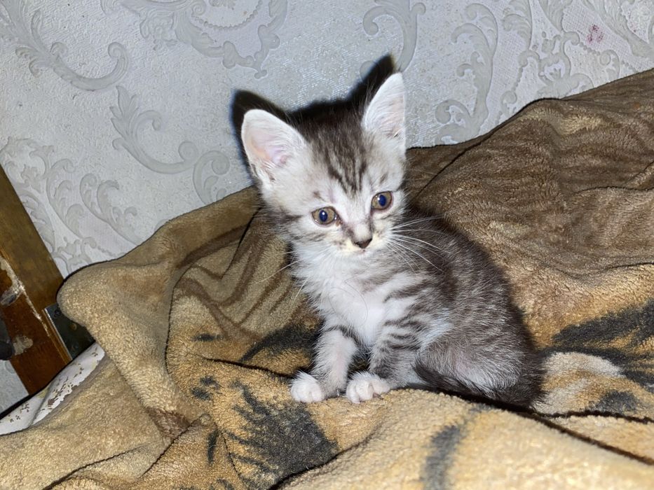 Котята в добрі руки