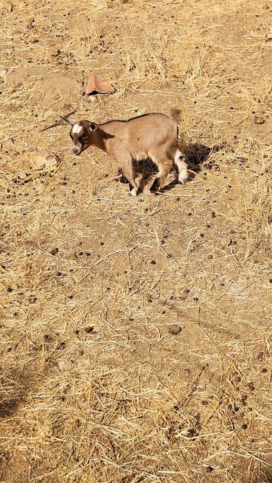 Cabrinhas micro anãs