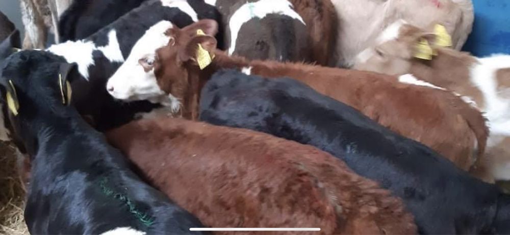 Cielaki odsadki byczki jałowki