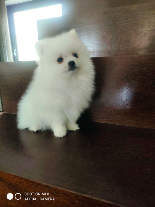 Siptz alemão anão/lulu da pomerânia com lop e afixo branca neve