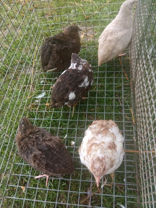 Przepiórki japońskie 20 sztuk