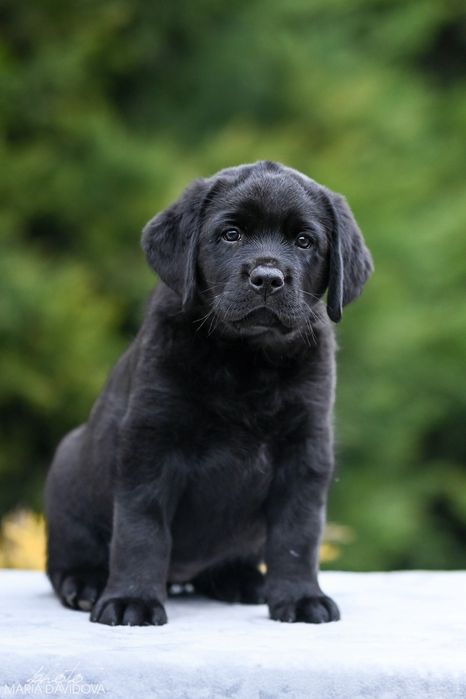 Цуценя лабрадора з розплідника