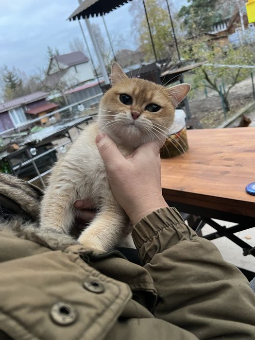 Продаємо сімью кішок