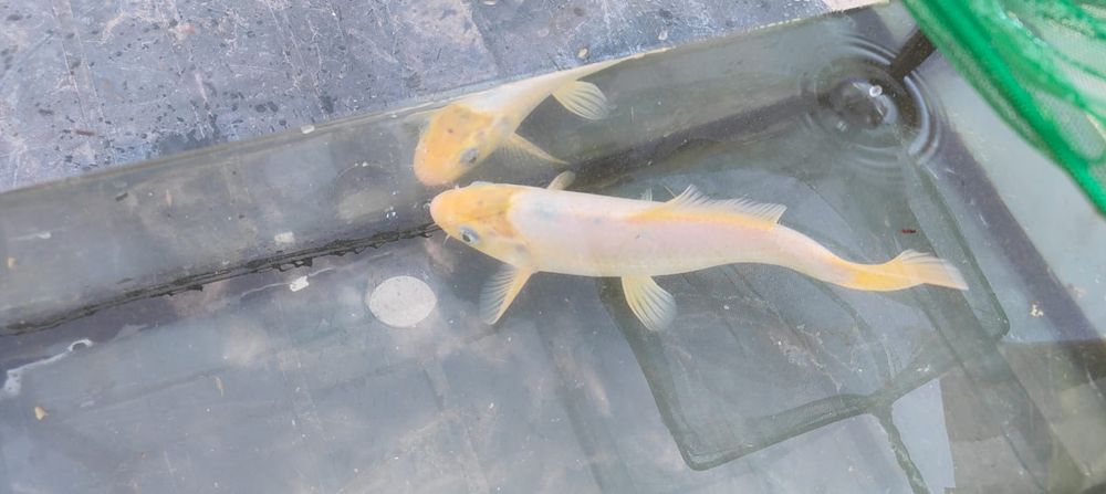Carpa koi amarela