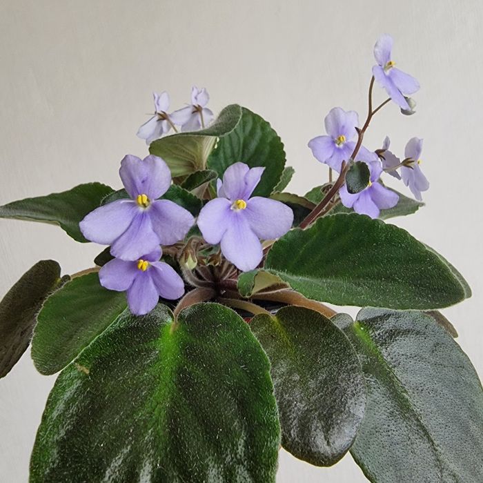 Фіалки  різні ,сортові.Хавортія