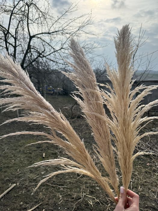 Пампасна трава, кортадерія сухоцвіт, кортадерия