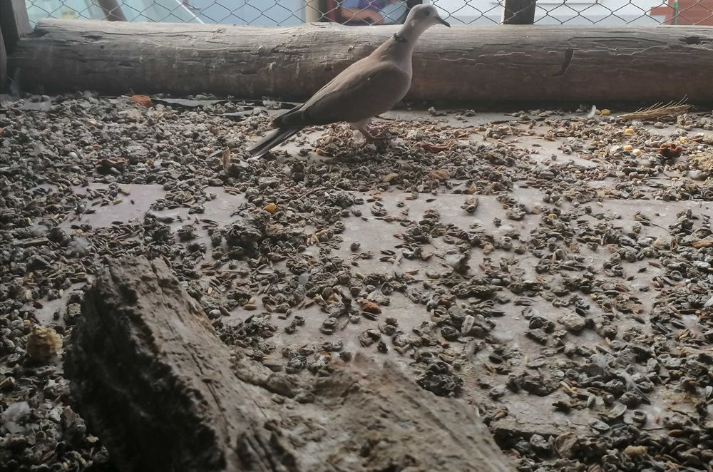 cukrówki białe PARA