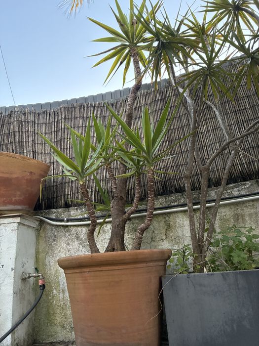 Yucca Grande com Vaso de Terracota