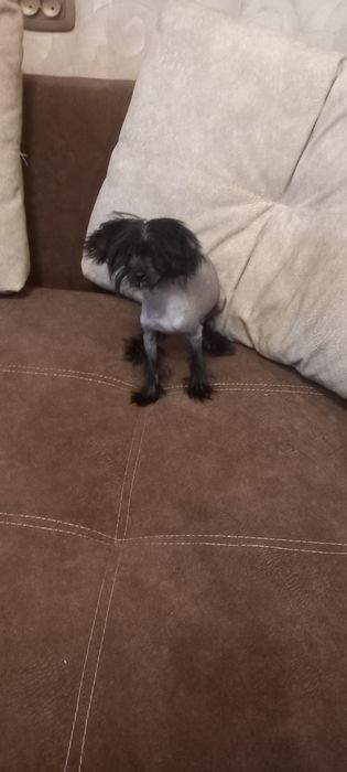 Щенки Китайской хохлатой