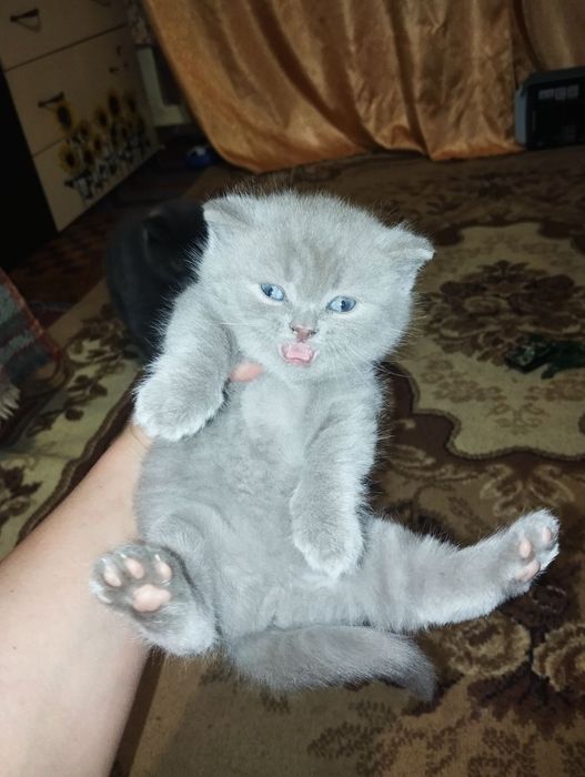 Британське кошеня котята коти котики