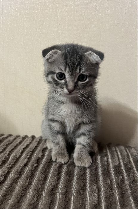 Висловухе кошеня, котик