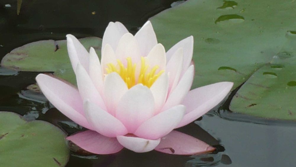 Lilia wodna , Grzybień Nymphaea , Kamieńsk , lesiakowski.pl