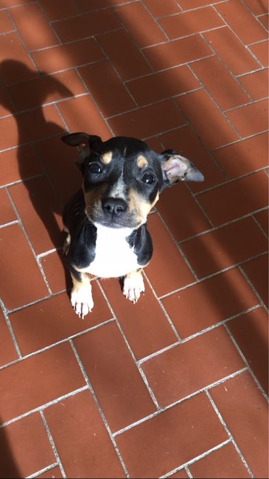 Cachorro de 3/4 meses para doacao