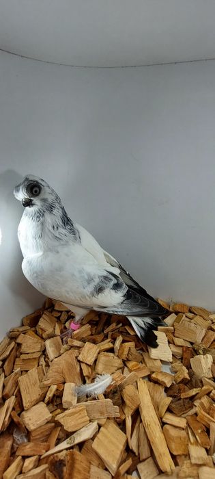 Szek, szeki, krotkodzioby polski