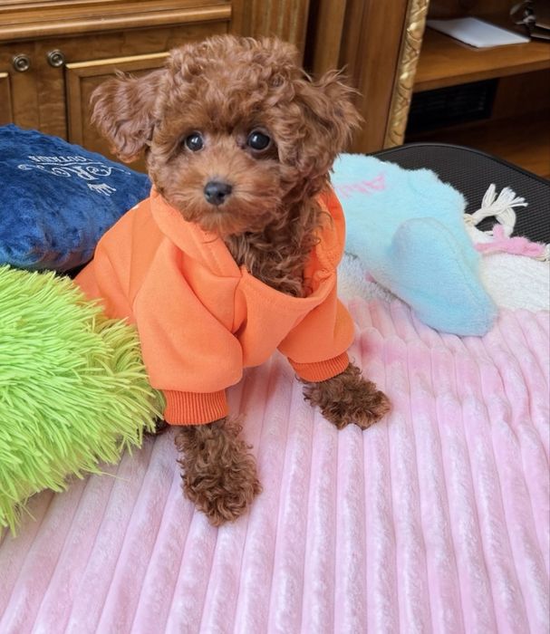 Той пудель ред боаун -міні  формат тікап