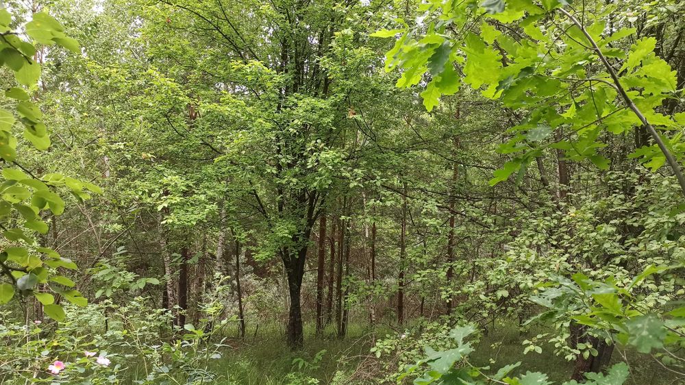 Ділянка в с.Гвоздів