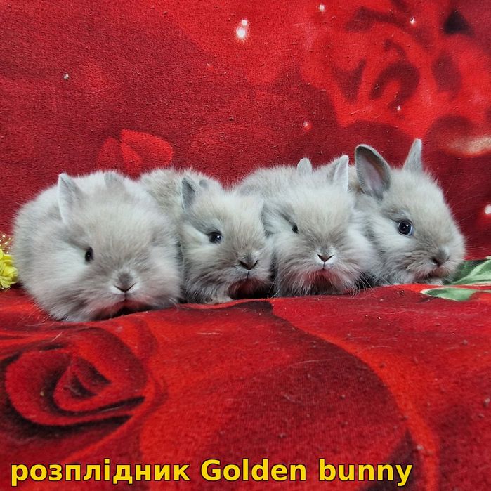 карликові кролики,карликовые,міні,mini,карликовий,карликовый Міні кроленята породи "Mini lionhead",окрас блакитний мардер,вік 1міс,хлопчики