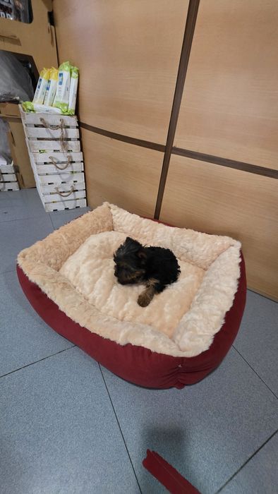 Yorkhire terrier fêmea mini