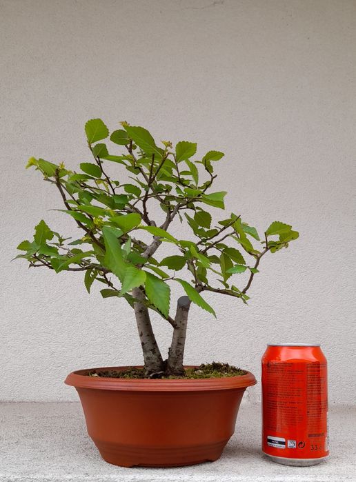Bonsai Zelkova Serrata-duplo tronco
