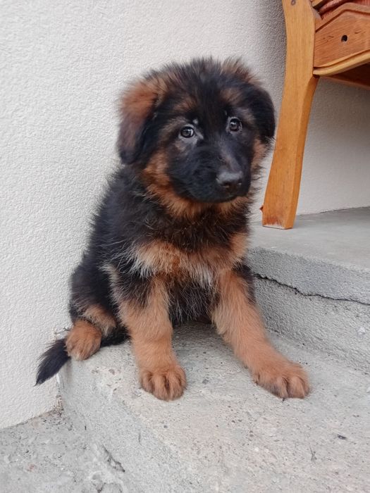 Owczarek niemiecki długowłosy suka