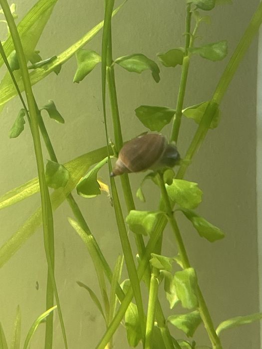 Sprzeda ślimaki  do czyszczenia akwarium