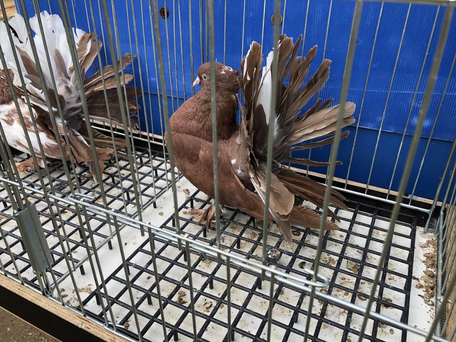 Pawiki indyjskie -Promocja