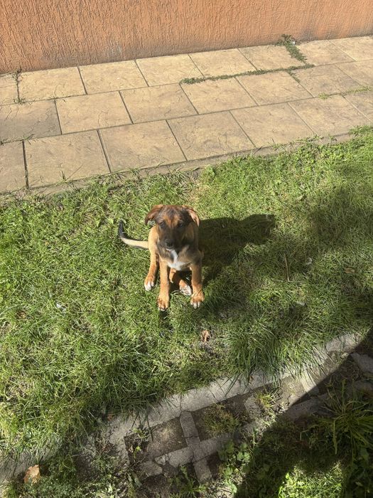 ODDAM Suke szczeniak