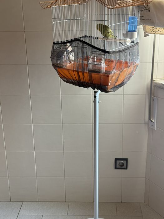 Vendo casal de periquitos