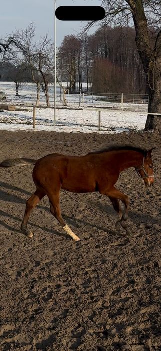 Ogierek 2025 Vincento des Fortes (Calvaro Z) x Klasyk (Elmero Ramiro Z