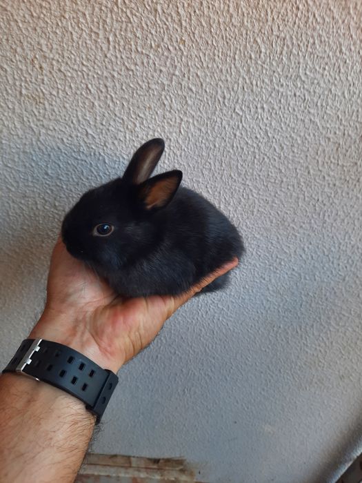 Coelhos anões mini lop belier/orelhudos e mini holandes/toy puros