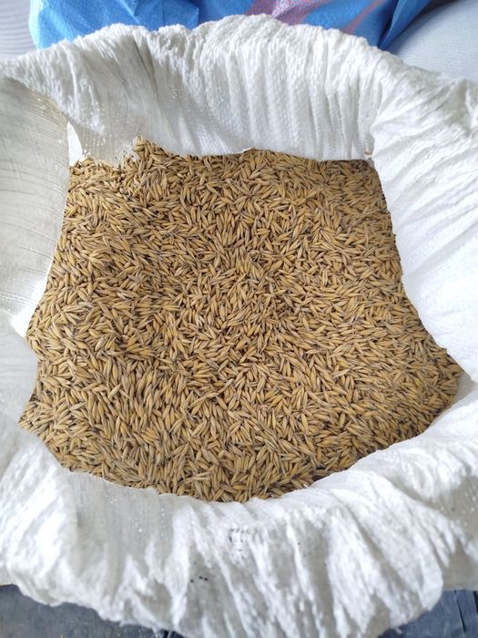 Owies, workowany (35kg)