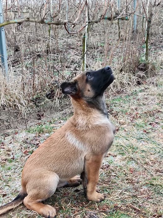 Owczarek Belgijski Malinois-szczenię