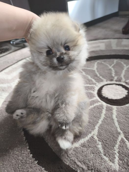 Міні хлопчик померанський шпіц 2 місяці.