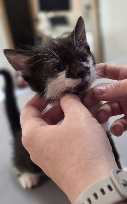Kociaki do adopcji