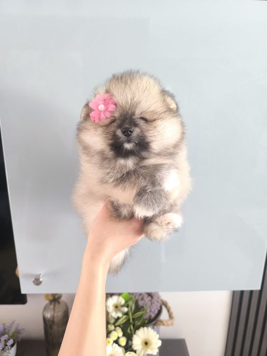 Lulu da Pomerânia. Menina .Ursinha Mini. Lop e Afixo . Russo.