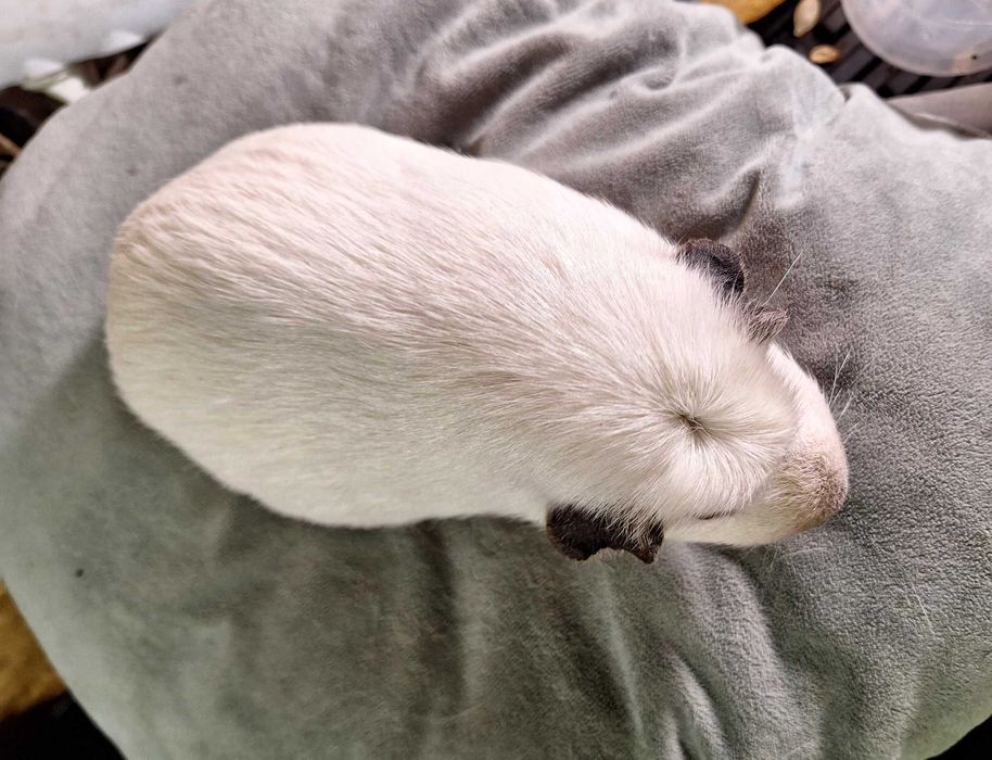 Морская свинка крестед белая девочка