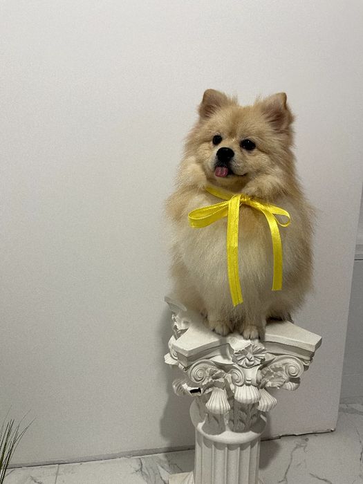 Померанські шпіци — хлопчики-пухнастики з міжнародним паспортом