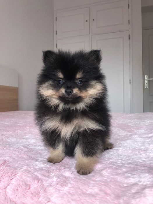 Lulu da Pomerânia Mini Macho