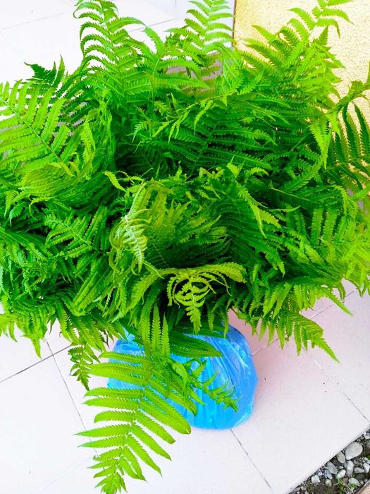 Папоротник 3 види ( Волжанка, Астильба,Щитовник))