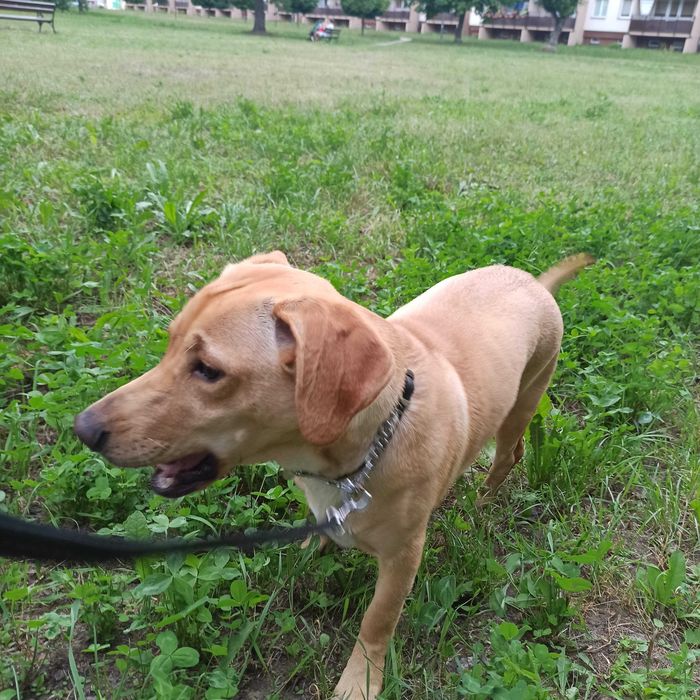 Oddam pieska w dobre ręce